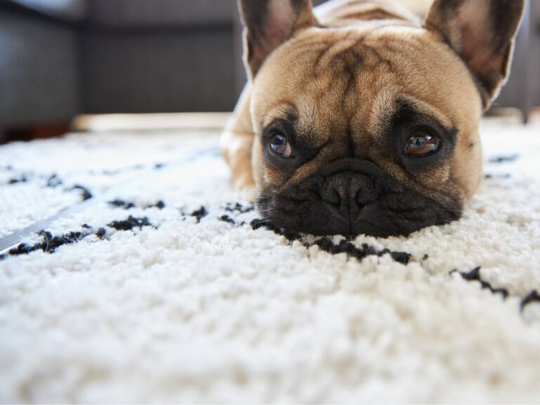 best machine washable area rugs that look expensive but aren't